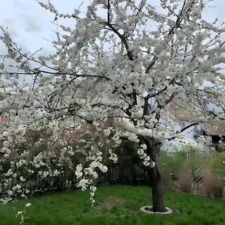 Appartement Gite les Mesanges Vertes *