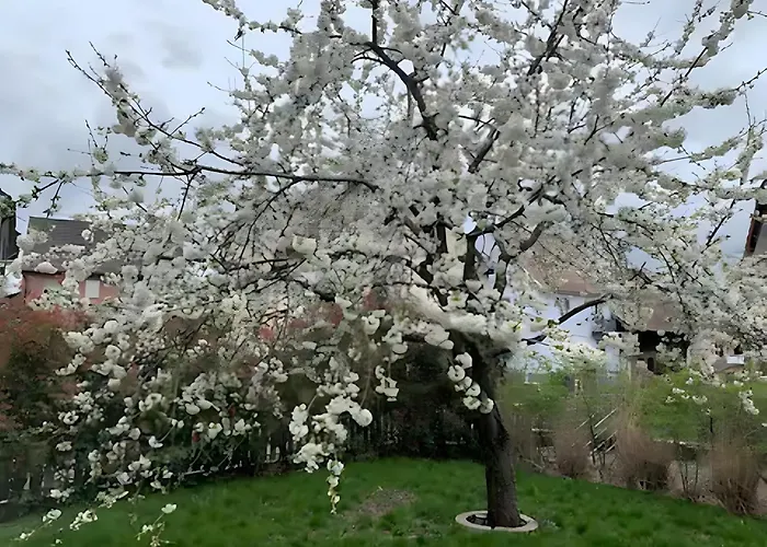 公寓 Gite Les Mesanges Vertes *